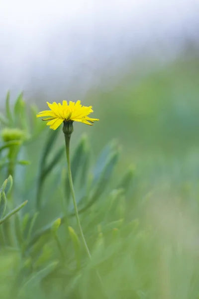 Fiore giallo in campo verde — Foto Stock