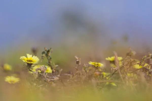 Fiori gialli nel campo — Foto Stock