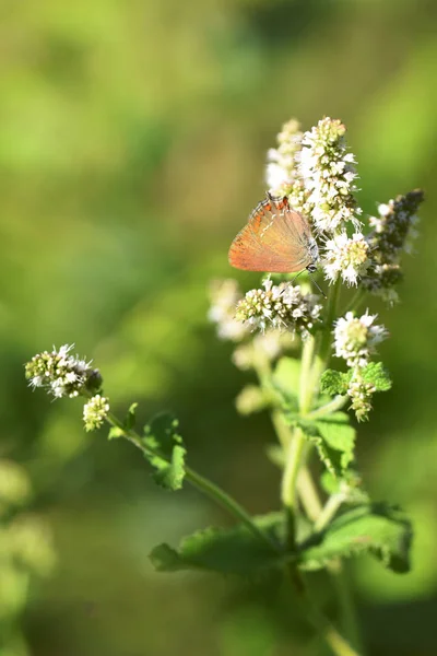 Farfalla arancione mangiare fiori bianchi — Foto Stock