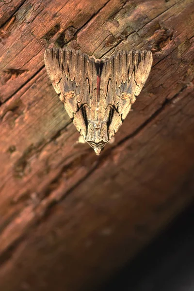 Eski bir ahşap kiriş üzerinde kahverengi güvesi