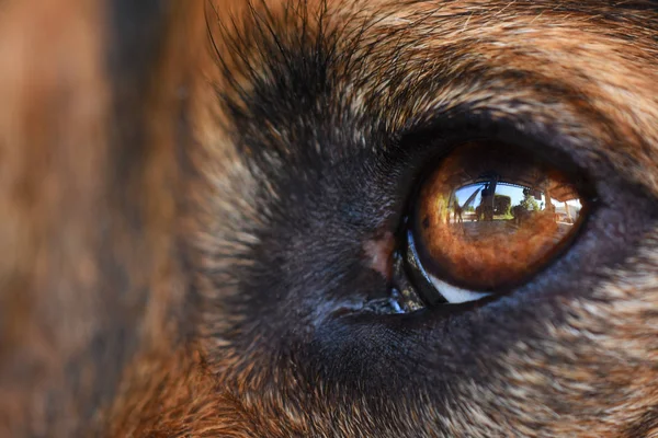 Μάτι ενός σκύλου — Φωτογραφία Αρχείου