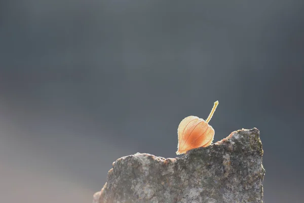 Organik physalis meyve