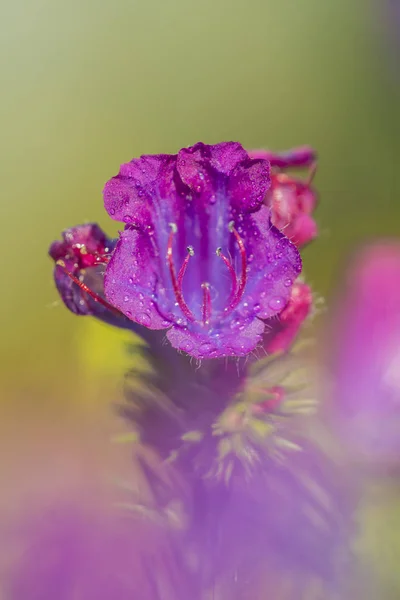 Makro alanında mor bir çiçek