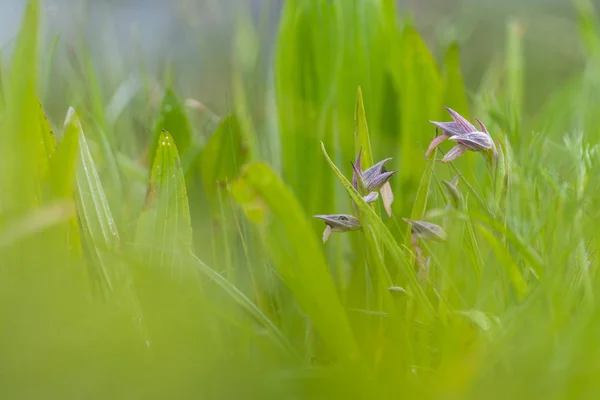 Orquídea rosa salvaje en el campo —  Fotos de Stock