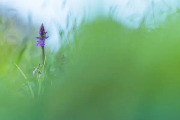 Orchidea viola selvatica — Foto Stock