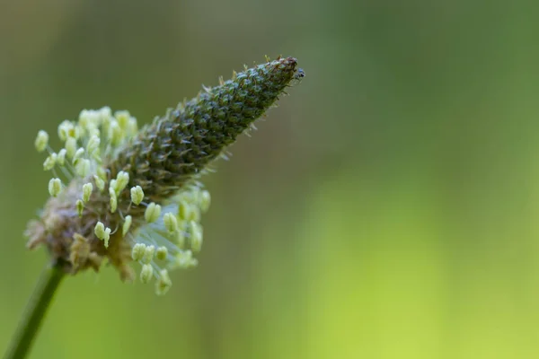 Flor verde y blanca en el campo — Foto de Stock