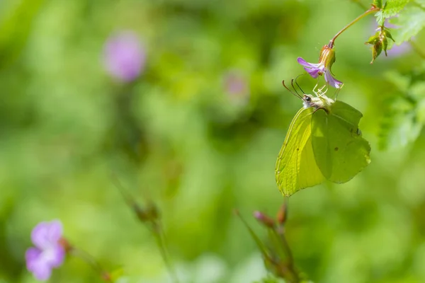 Mariposa verde alimentándose de flor rosa — Foto de Stock