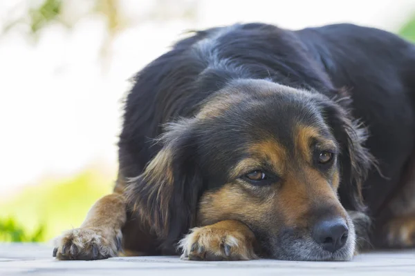 Bir köpeğin portresi. 