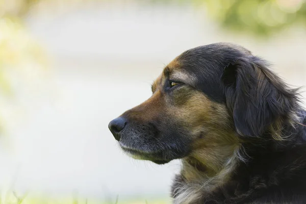 Retrato de un perro en la hierba —  Fotos de Stock