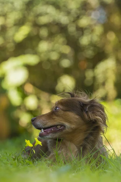 Portrait of a brown dog in the grass — Stock Photo, Image