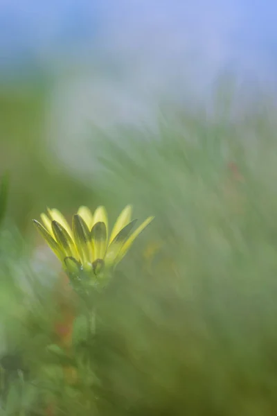 Fiore giallo nel campo — Foto Stock