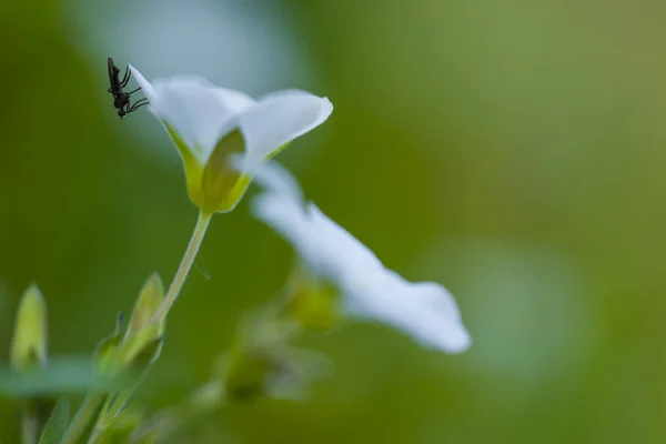 Flor blanca con mosquito —  Fotos de Stock