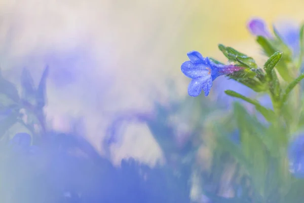 Blue flower in the field Royalty Free Stock Photos
