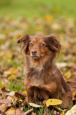 kahverengi bir köpek atumn sezon portresi