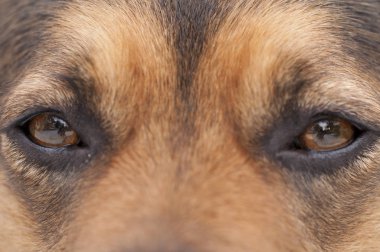 siyah ve kahverengi köpek portre