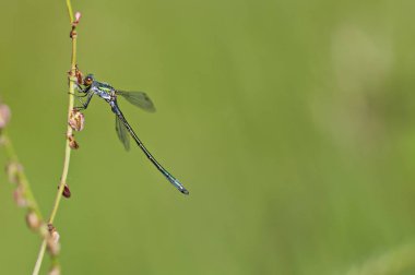 Mavi kızböcekleri yeşil bitki Isıtma