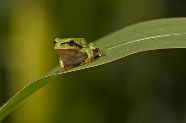 Green frog resting on corn leaf — Stock Photo, Image