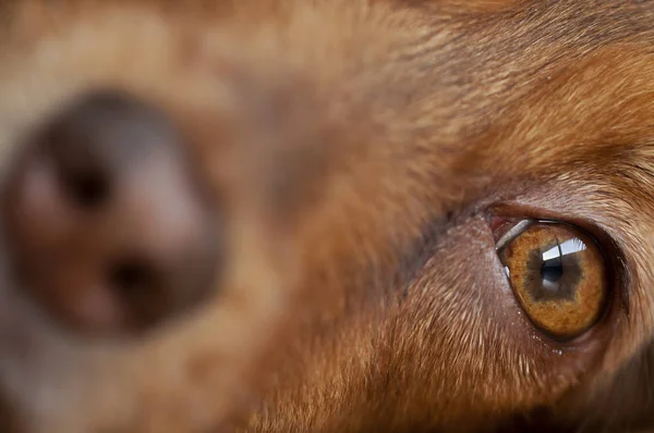 Retrato de un perro marrón —  Fotos de Stock
