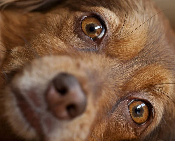 Retrato de un perro marrón —  Fotos de Stock