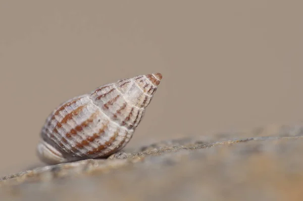 Animal shell on top of a rock — Stock Photo, Image