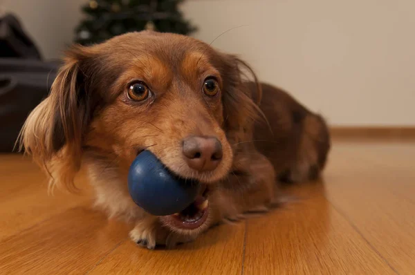 Retrato de un perro marrón jugando con bola azul —  Fotos de Stock