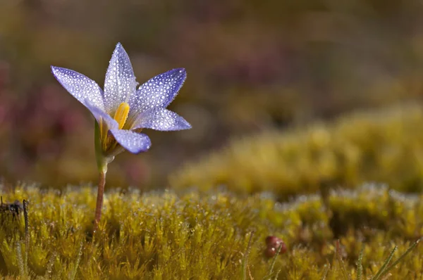 damla su ile mor Çiğdem çiçek