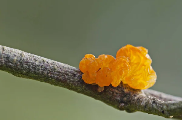 Апельсиновый гриб на ветке дерева — стоковое фото