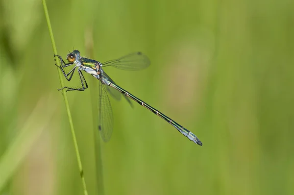 Mavi kızböcekleri yeşil bitki Isıtma