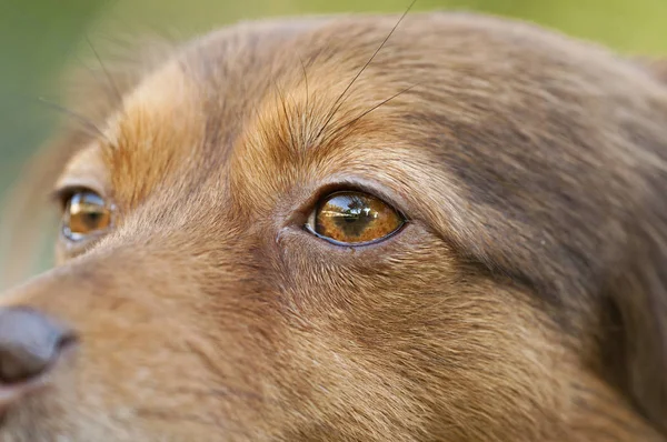 Retrato de un perro marrón —  Fotos de Stock