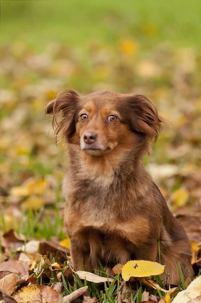 Porträtt av en brun hund på atumn säsong Royaltyfria Stockfoton