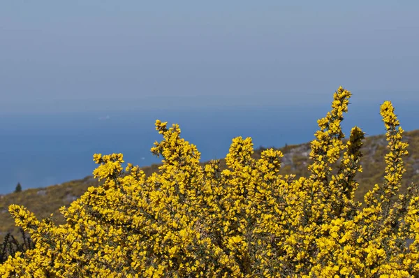 Buschgelbe Blumen mit dem blauen Meer im Hintergrund Stockbild