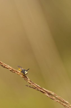 küçük arı kuru bitki üzerinde dinlenme