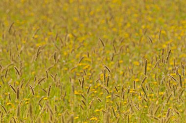 Çavdar ve kadife çiçeği çiçek alan