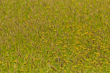 Çavdar ve kadife çiçeği çiçek alan