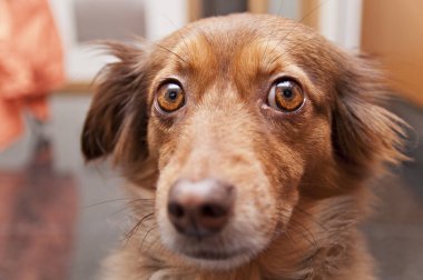 hüzünlü bir bakışla kahverengi bir köpek portresi