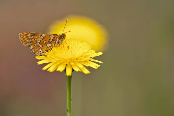Mariposa naranja alimentándose de flor amarilla — Foto de Stock
