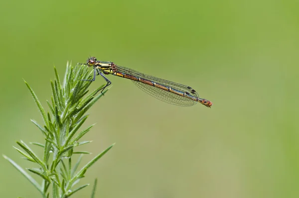 Κόκκινο damselfly αναπαύεται στο φυτό θάμνος — Φωτογραφία Αρχείου