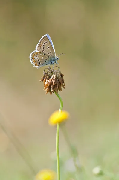 Modrý motýl krmení na květ — Stock fotografie
