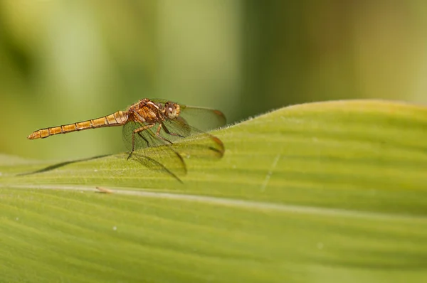 Riscaldamento libellula gialla su foglia di mais — Foto Stock