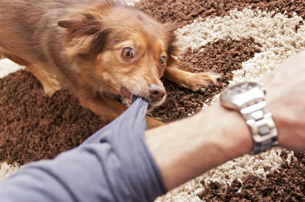 Hnědý pes kouše lidské paže — Stock fotografie