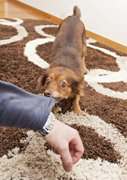 Brauner Hund beißt einen menschlichen Arm — Stockfoto
