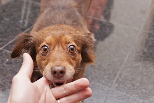 kahverengi köpek bir insan parmağı ısırma