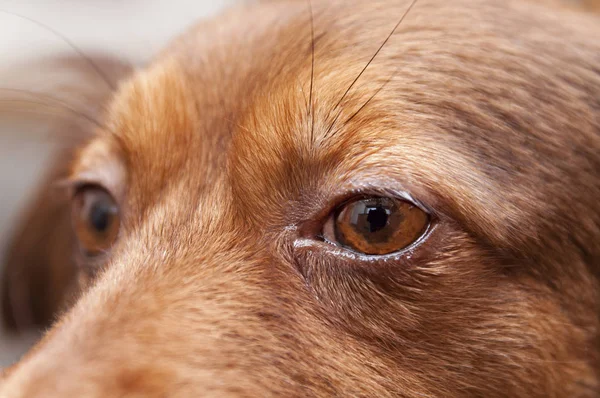 Ojo de un perro marrón —  Fotos de Stock