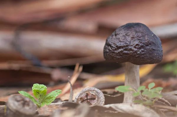 doğa üzerinde kahverengi mantar