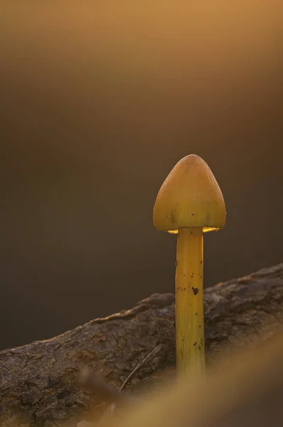 yellow mushroom at sunset