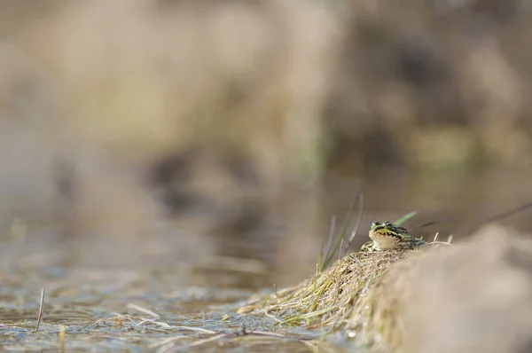 Зеленая лягушка в болоте в солнечный день — стоковое фото