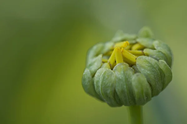 Fiore giallo sulla natura — Foto Stock
