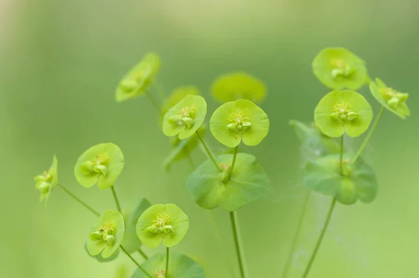 Plantas verdes con formas lindas —  Fotos de Stock