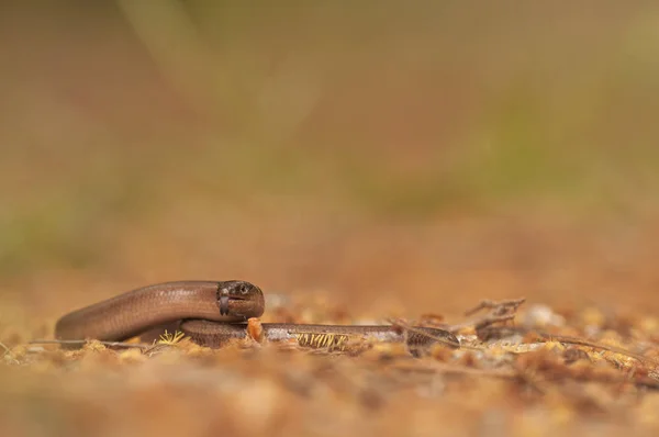 Little brown snake on the floor — Stock Photo, Image