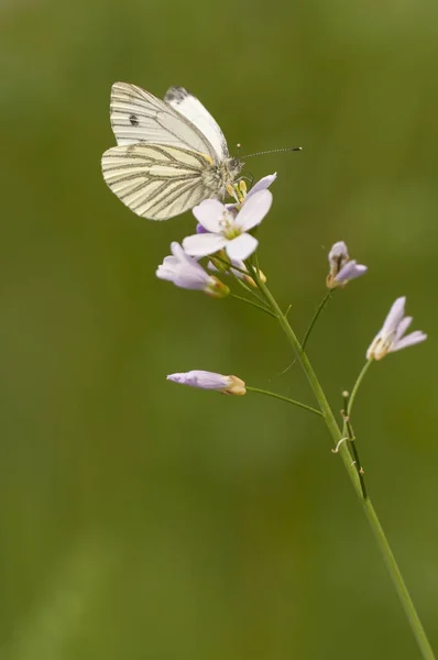 Mariposa blanca alimentándose de flor rosa — Foto de Stock